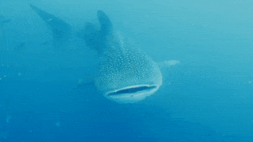 Whale Shark Fish GIF by Storyful
