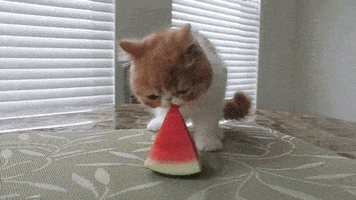 cat summer kitten eating hungry