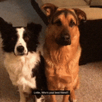 friend border GIF