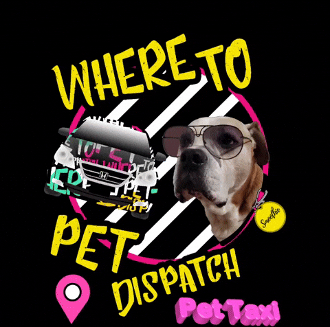 Dog Day Cat GIF by WHERE TO PET ?