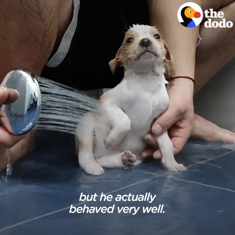 Puppy Shower GIF by The Dodo