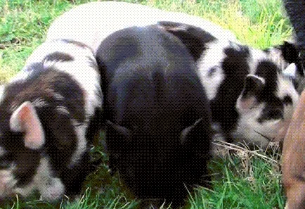 pig sniffing GIF