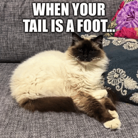 Feinfein2014 GIF