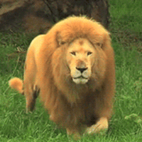 lion