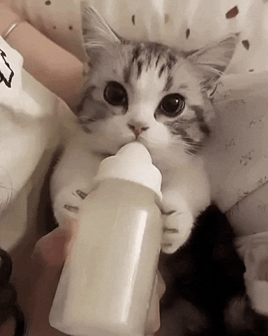 Cat Drinking Milk GIF