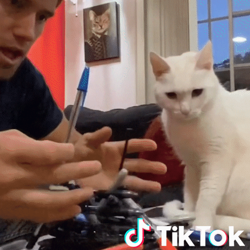 Cat Pet GIF by TikTok Italia