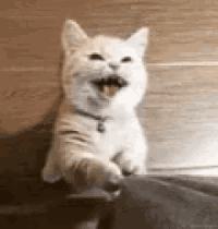 Very Angry Cat GIFs
