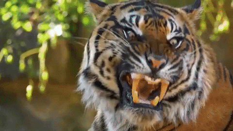Big Cat Tiger GIF by Futurithmic - Find & Share on GIPHY