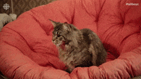 Sakamoto-cat GIFs - Get the best GIF on GIPHY