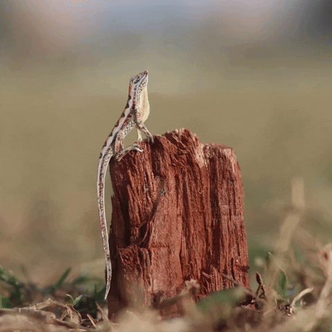 NVillustration animation wildlife stopmotion lizard GIF