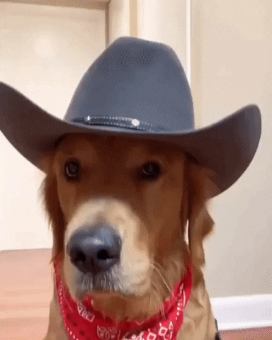 Toy Story Comedy GIF - Find & Share on GIPHY