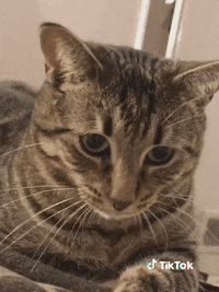 Chaton Gifs Get The Best Gif On Giphy