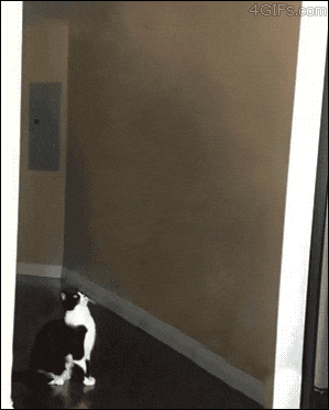 Cat Aliens GIF