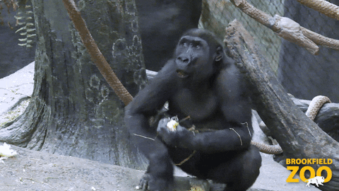 Popcorn Party GIFs - Get the best GIF on GIPHY