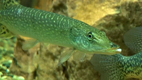 Dad Joke GIF by U.S. Fish and Wildlife Service