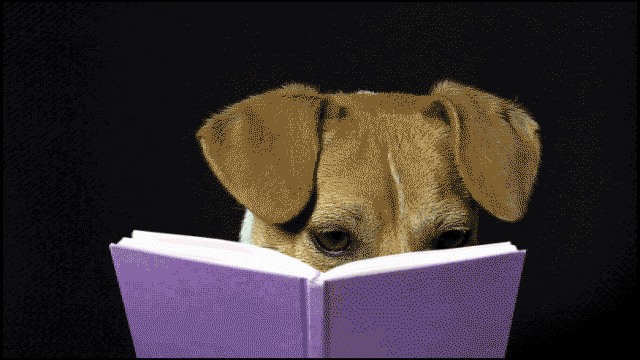 Image result for dog surprised gif