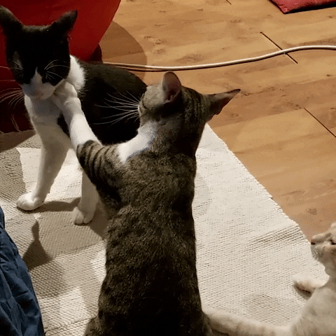 Cats GIF