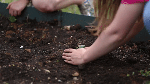 Garden Grow GIF by Roanoke College - Find & Share on GIPHY
