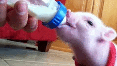 funny baby pig gif