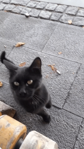 hacettepehaydok GIF