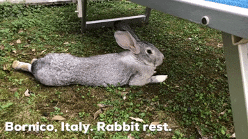 Rabbit Italy GIF by world-weather.ru
