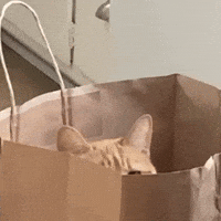 Hiding Cat Gif
