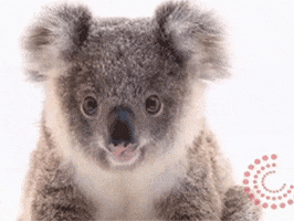 koala looking GIF