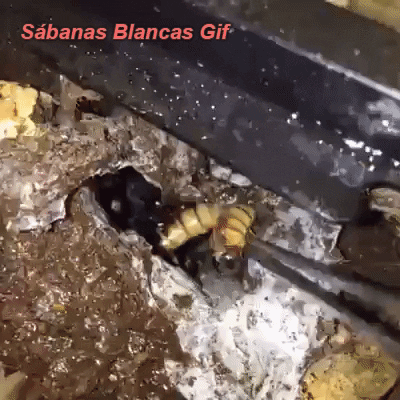 sabanas-blancas-universe  GIF