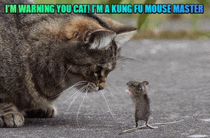 Pet Insurance For Cats GIF