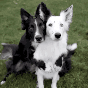 Video gif. Black dog with his arms around a white dog look up at us from the grass; the white dog appears to smile by opening its mouth.