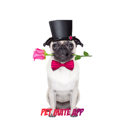 petmate Sticker