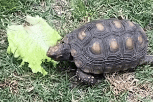 Hungry GIF