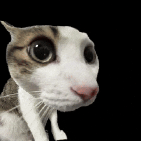 Cat What GIF