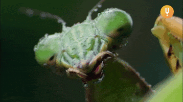 Bugs Insects GIF by CuriosityStream