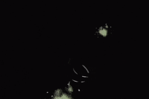 GIF by Arrayán Casa de Té