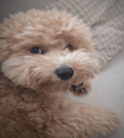 Shocked Be For Real GIF