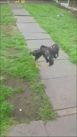 giphy.gif