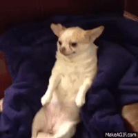 Halloween Reaction GIF