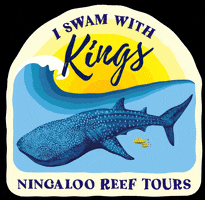 KingsNingalooReefTours GIF