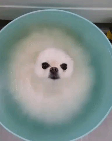 Video gif. White fluffy Pomeranian dog sits in a bowl of water. Its fur is spread out in the water, but its face sticks up like a little circle out of the water. The dog sits still as it looks around a bit confused.