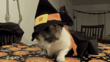 cat