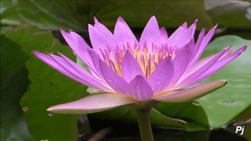 panajan nature flower lake lily GIF