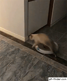 Cats Fighting GIF - Find & Share on GIPHY