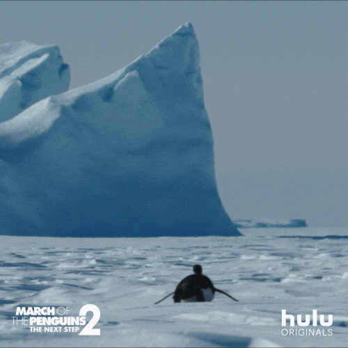 March Of The Penguins Penguin GIF by HULU Find & Share on GIPHY