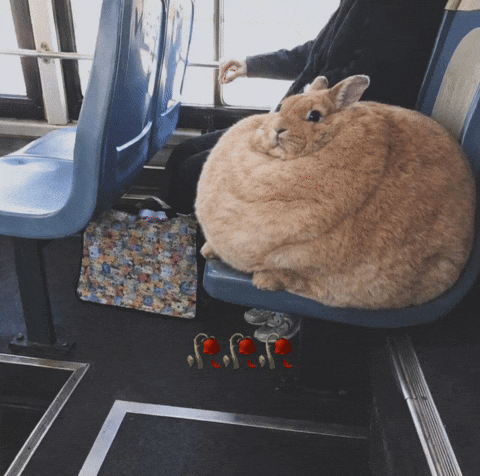 Funny Bunny GIF