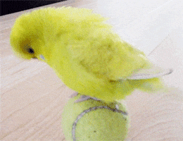 https://media1.giphy.com/media/SQ1nUXwCpki4g/200.gif