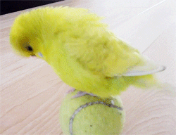 bird budgie GIF