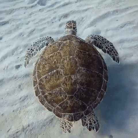turtle GIF