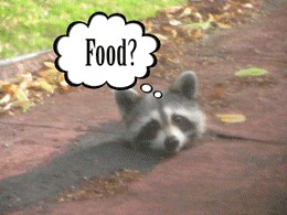 Video gif. A raccoon sticks its head through a hole in a sidewalk, staring at us, with a thought bubble that says "Food?" above its head. It slowly descends back into the hole, disappearing from view, and the thought bubble changes to say, "Guess Not."