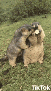 Giphy - Share Love GIF by TikTok Italia